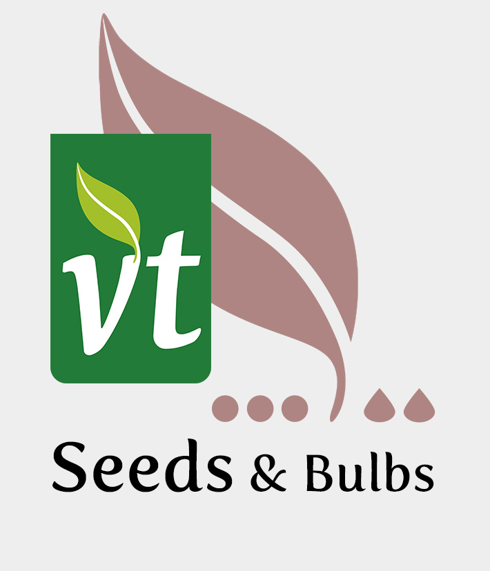 Tips voor het zaaien van boontjes De adviezen van VTzaden voor een